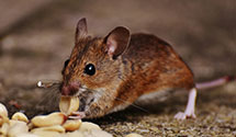 24 Hour & Emergency Exterminators in Brunswick, TN